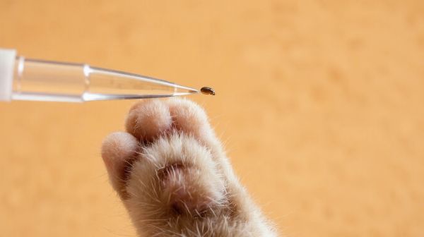 Top 5 pipettes anti puces pour chats à considérer